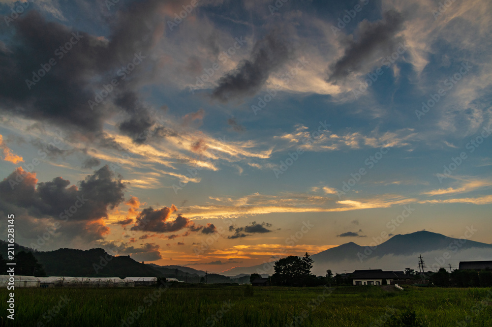 夏の水田 夏の水田