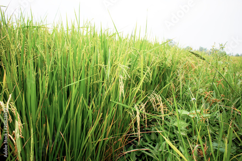 Growing rice on field.