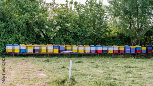 Row of bee hives in a field with a flowers of black locust tree behind © Ban