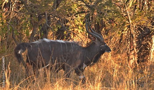 Nyala ram visiting