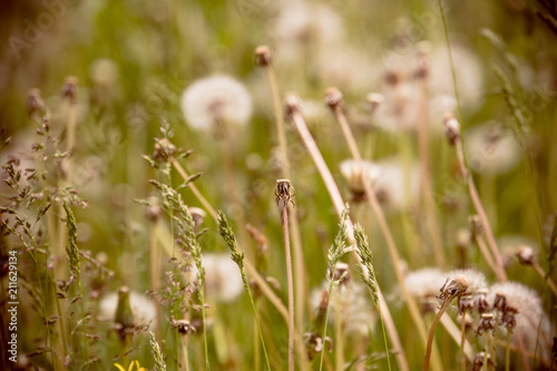 White dandelions in the grass filtered