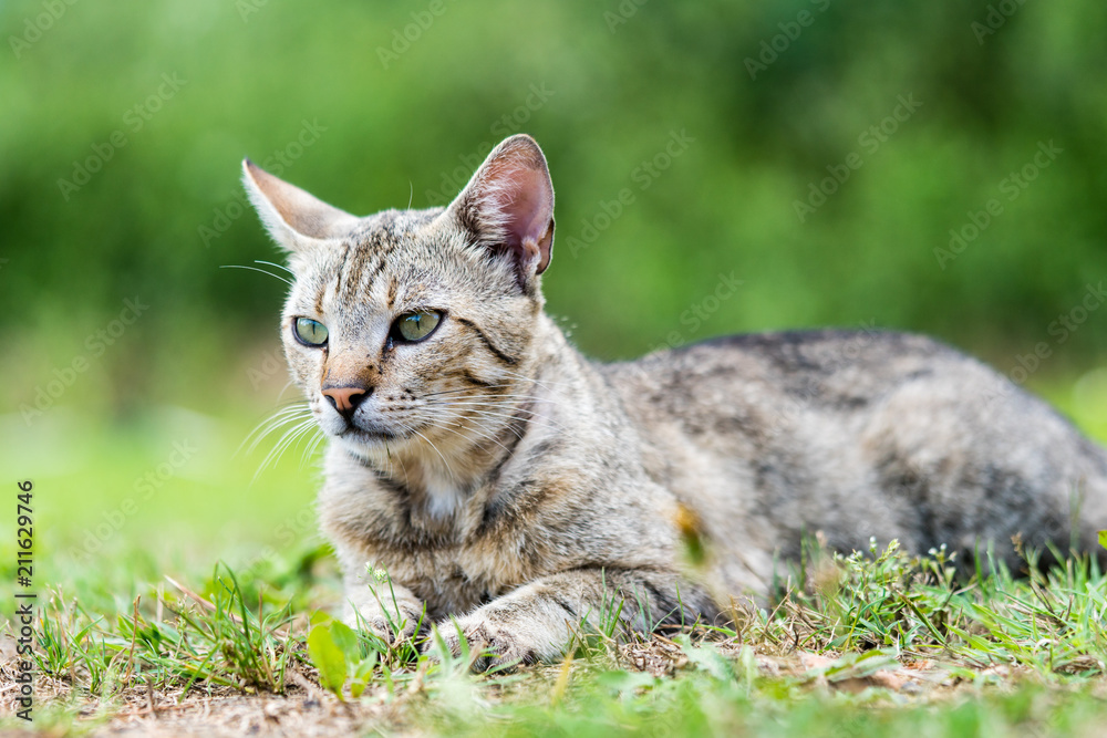 Portrait of  gray striped domestic male cat lie down and relax on the grass.