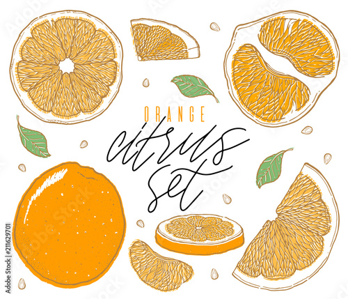 Hand drawn illustrations of beautiful orange fruits. Food element collection. Vintage scetch.