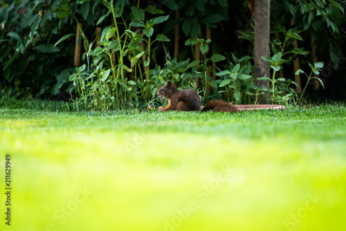 A squirrel is sitting in the garden and tries to open a walnut © josef_hajda