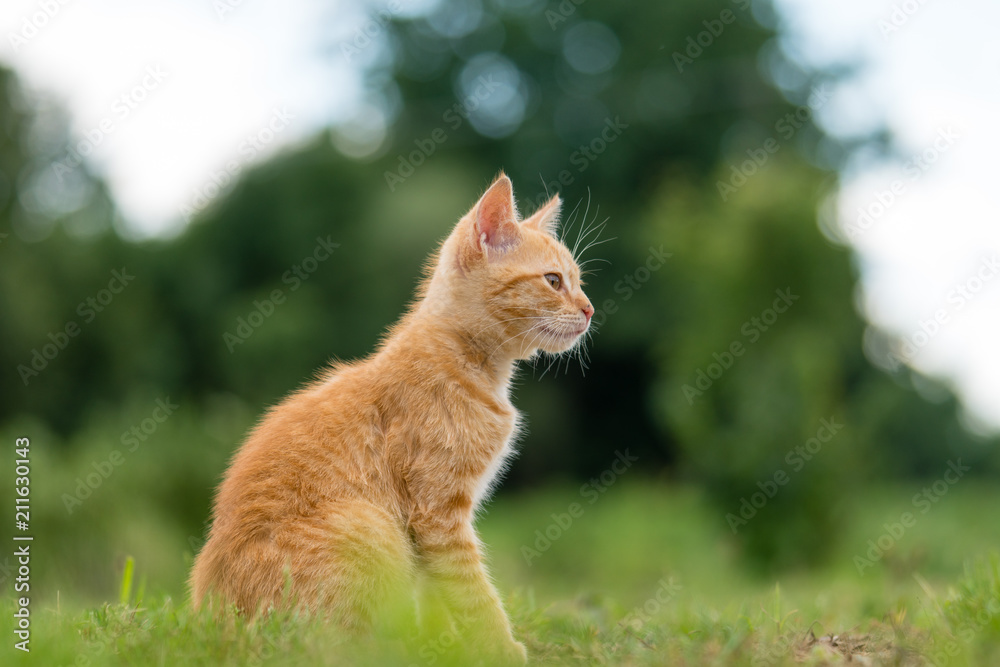 Portrait of adorable young striped cat, sitting on the grass. Shallow depth of filed.
