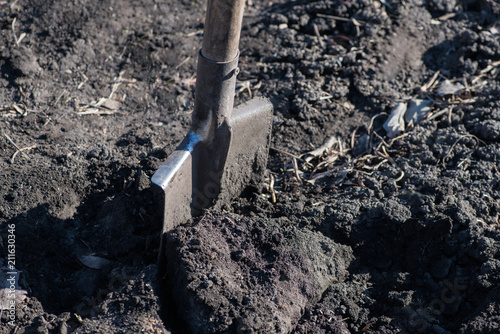 Close-up of bayonet spade into the soft earth. They're digging up an empty field of black soil..