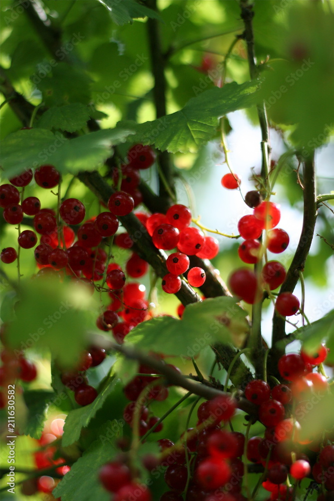 Fototapeta premium Red Currant, Rote Johannisbeere