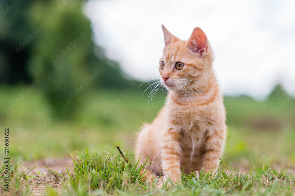 Portrait of cute young striped cat, sitting on the grass. Shallow depth of filed.