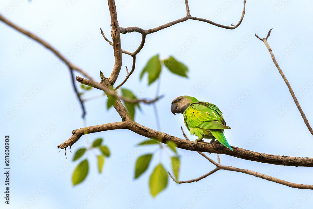 Red breasted parakeet in the nature habitat sticking on the tree branch with sky in the background. Red breasted parakeet in the nature habitat sticking on the tree branch with sky in the background.