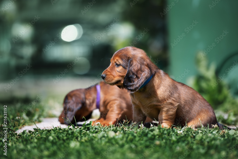 brown dachshund puppies walking outdoors