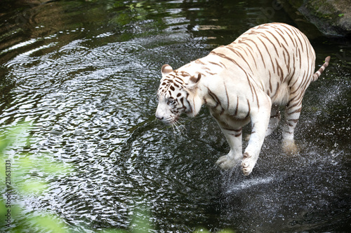 Portrait of a majestic white   bleached tiger in the greenery of a jungle. Singapore.