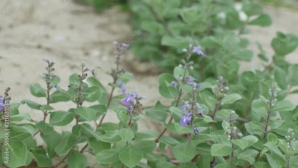 Sea bean flowers are shaking with wind on the sandy shore Sea bean flowers are shaking with wind on the sandy shore