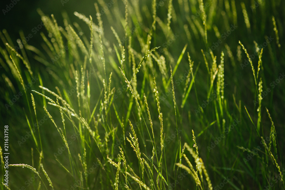 Green grass background Green grass background