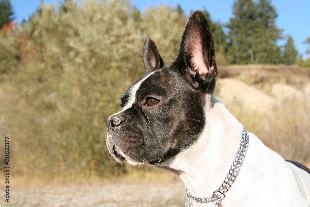 French bulldog and Boston Terrier Mix between bushes