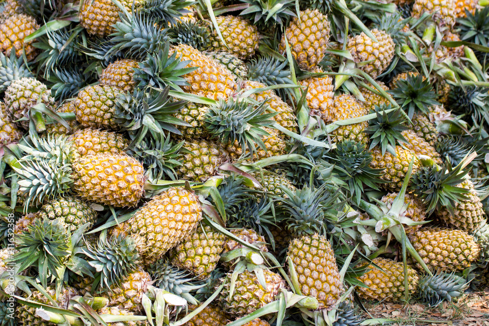 Closeup Lots of pineapple in the market before sale Bangkok of Thailand Closeup Lots of pineapple in the market before sale Bangkok of Thailand