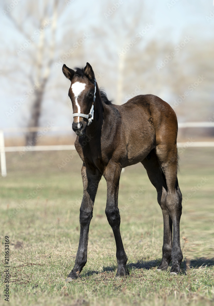 A young foal walking in a meadow A young foal walking in a meadow