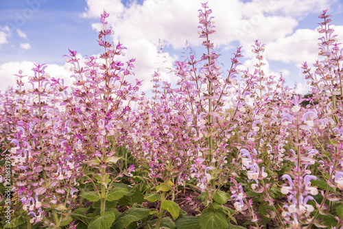Fototapeta Naklejka Na Ścianę i Meble -  Lush flowering of pink lilac flowers of clary muscat. Close-up.
