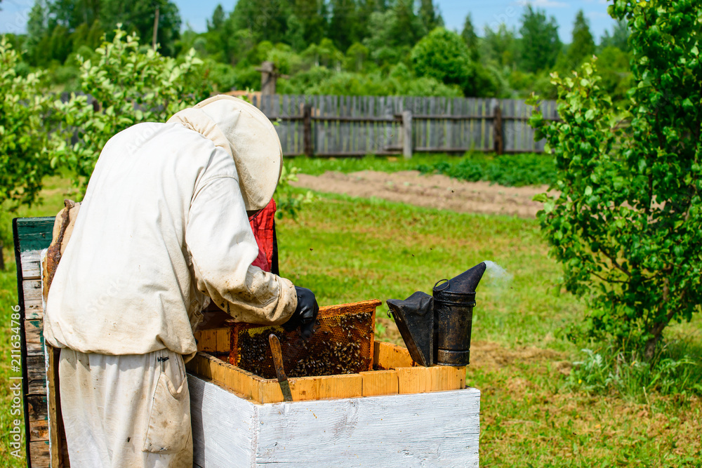 Unidentified beekeeper examining wooden box with bees Unidentified beekeeper examining wooden box with bees