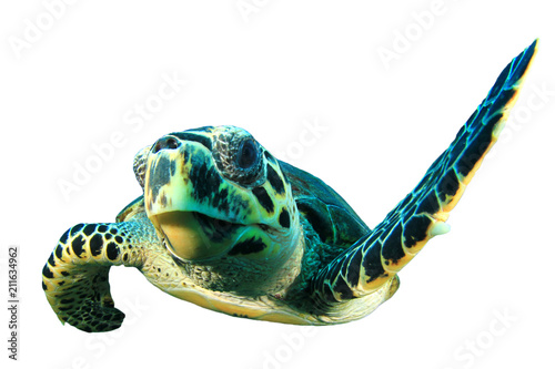 Sea Turtle cutout white background 