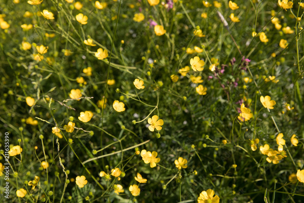 Flower field in springtime
