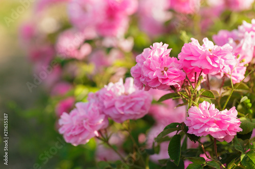 Fototapeta Naklejka Na Ścianę i Meble -  pink rose bush closeup on field background