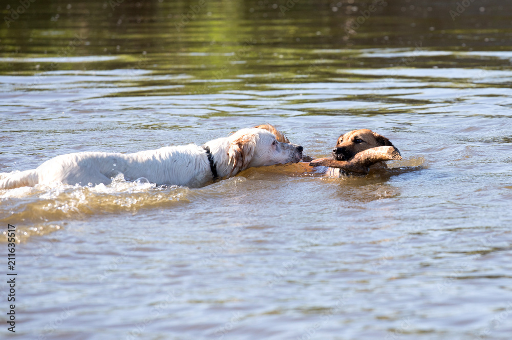 Fototapeta premium Two swimming dogs.