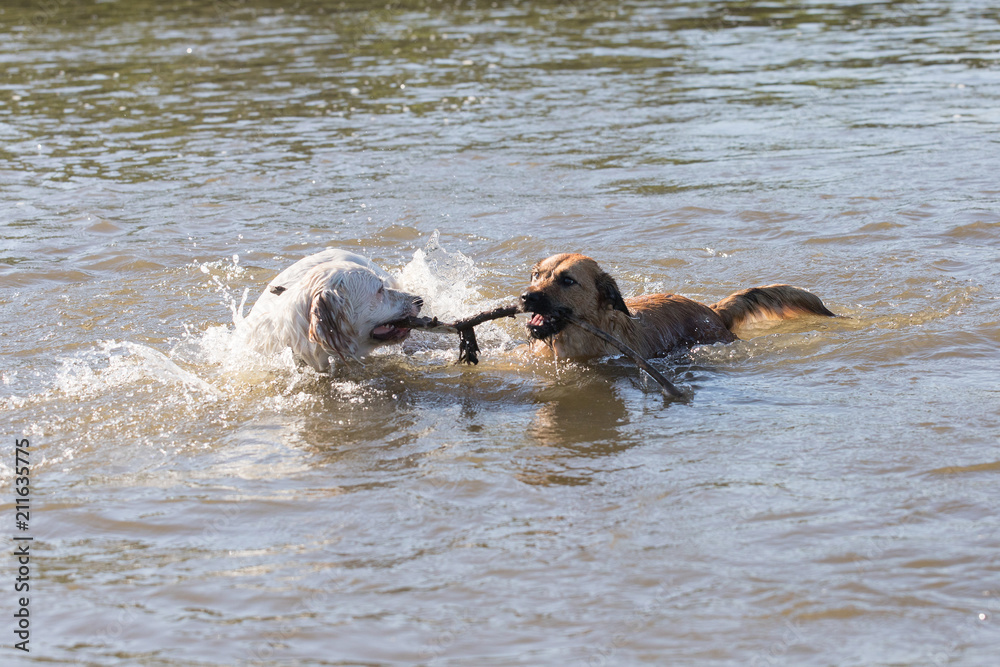 Fototapeta premium Two swimming dogs.