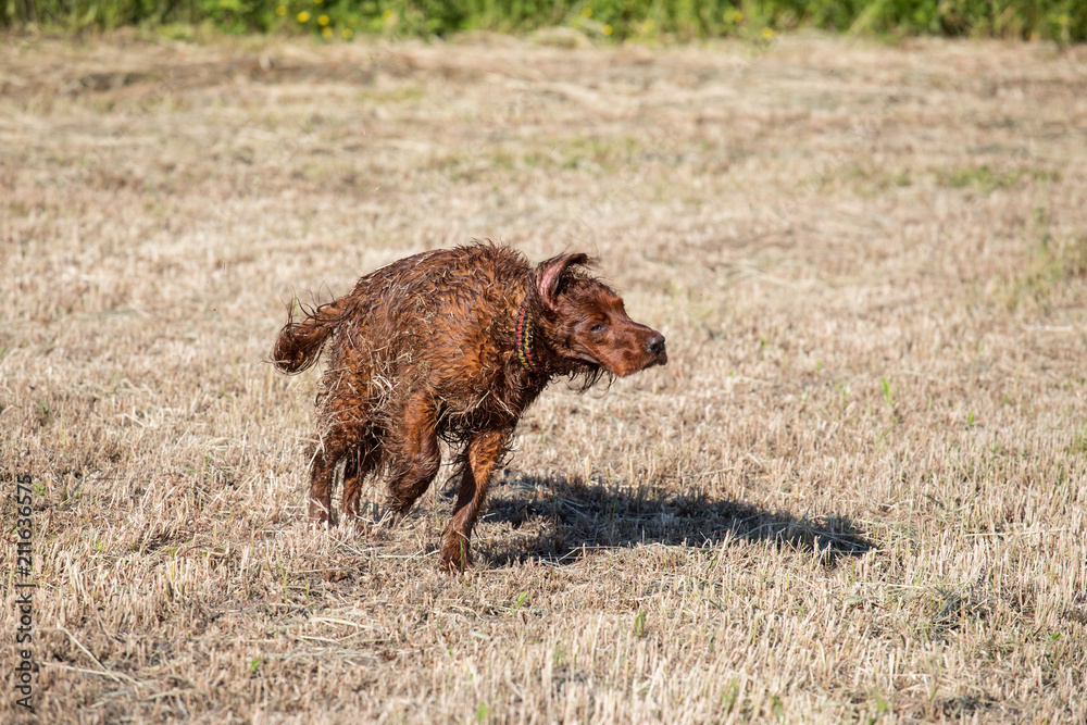 happy dog setter happy dog setter
