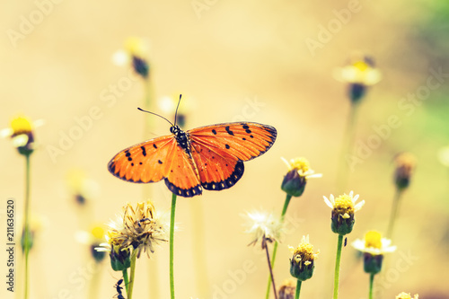 Close up beautiful Butterfly  (Tawny Coster, Acraea violae) and white grass flower photo