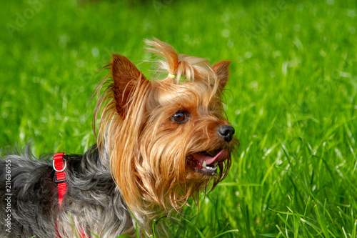 Small funny york dog has been out of breath and licking in the green grass © Andrii Chagovets