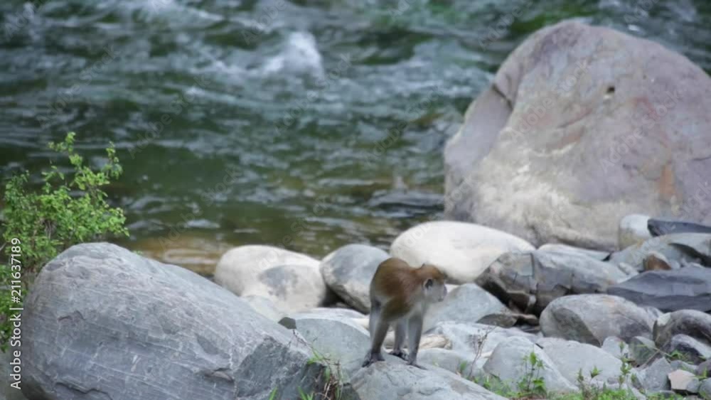 Macac monkey sitting by the river in Sumatra Indonesia Macac monkey sitting by the river in Sumatra Indonesia