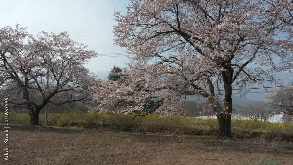 Cars Passing by Cherry Trees in Bloom (time lapse) Cars Passing by Cherry Trees in Bloom (time lapse)