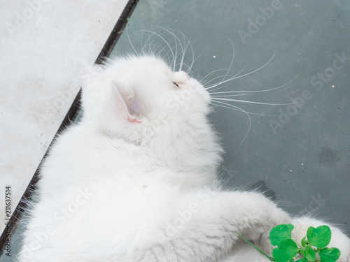 animal pet and hobby concept from white persian cat with yellow eye sleep and enjoy in garden with soft focus background