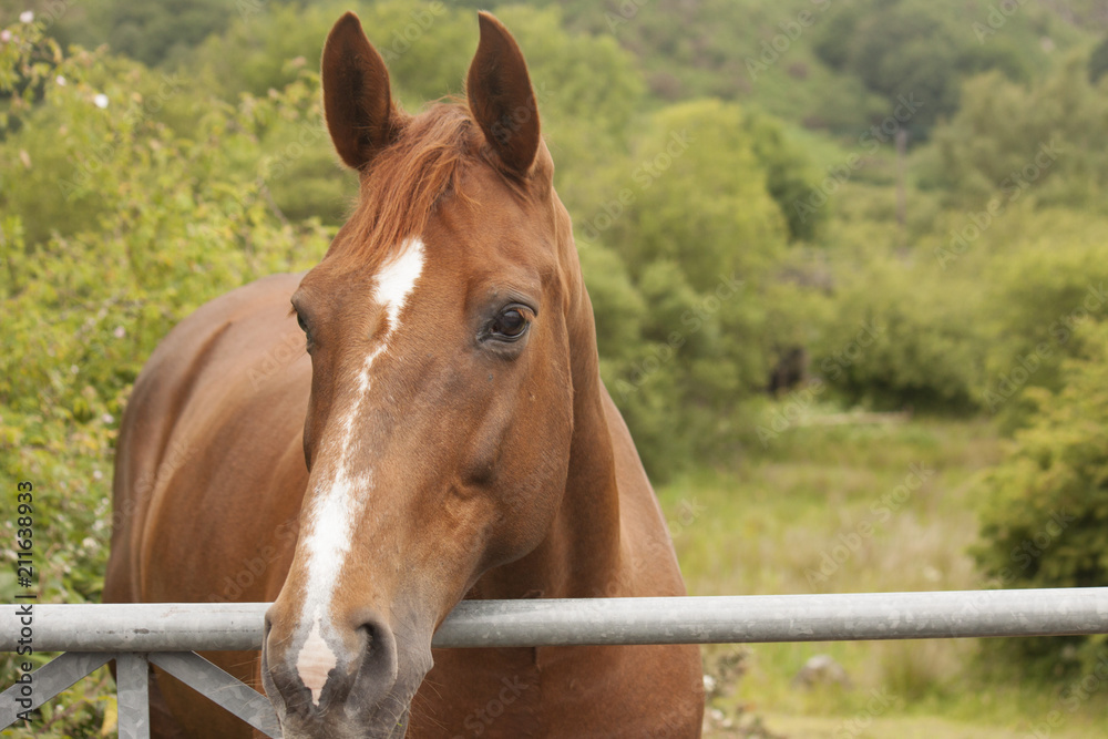 Naklejka premium A beautiful horse, looking over a gate.