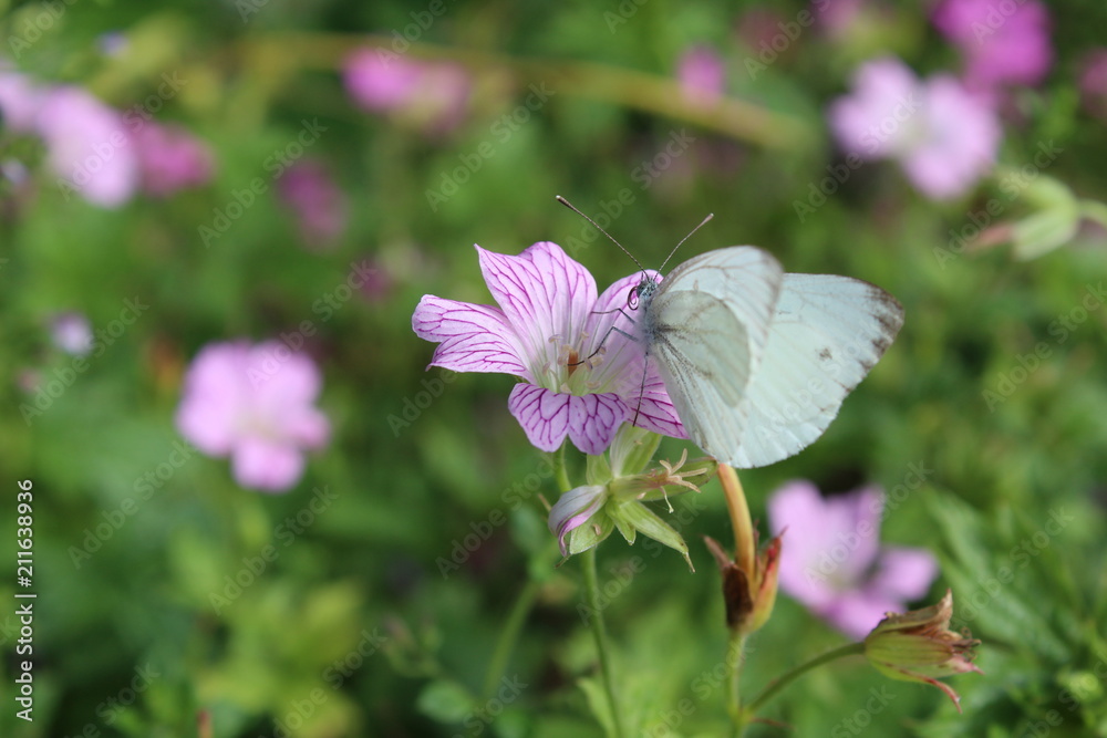 Naklejka premium Schmetterling