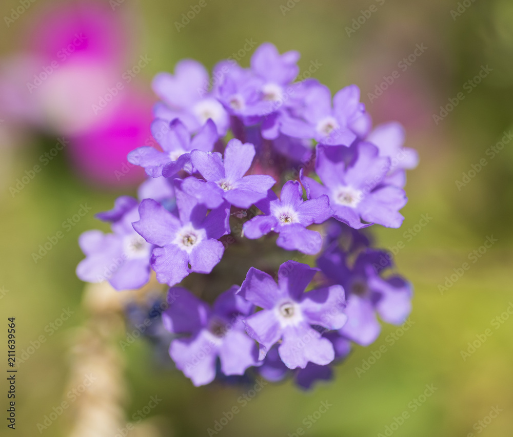Closeup of a purple Elizabeth Earle flowers in ornamental garden Closeup of a purple Elizabeth Earle flowers in ornamental garden