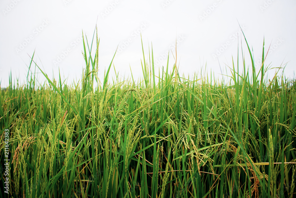 Obraz premium Rice on field at sky.