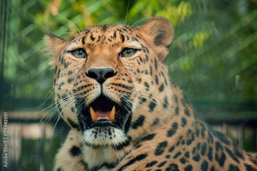 leopard mouth