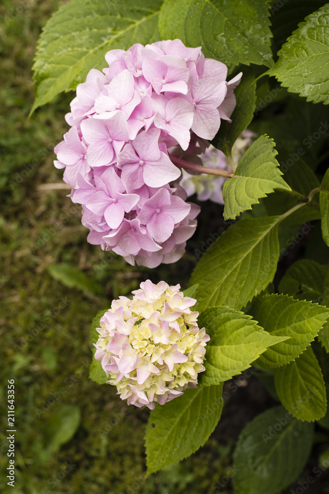 Pink flower hydrangea and green leaves. Pink flower hydrangea and green leaves.