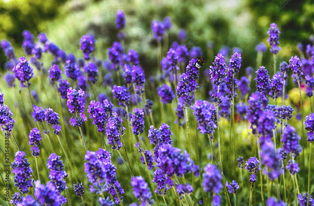 Only lavender in focus Only lavender in focus