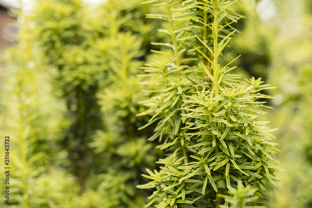 Ornamental conifer with drops of water after the rain. Ornamental conifer with drops of water after the rain.