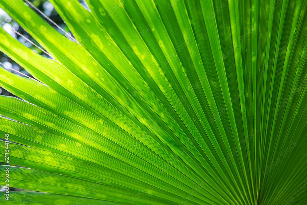 Fototapeta premium Palm leaf texture background