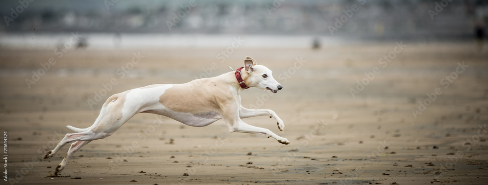custom made wallpaper toronto digitalWhippet at the Beach