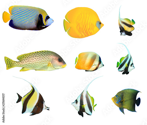 Tropical fish collection isolated. Emperor Angelfish, Blue-cheek Butterflyfish, Bannerfish, Sweetlips, Moorish Idol, Koran angelfish