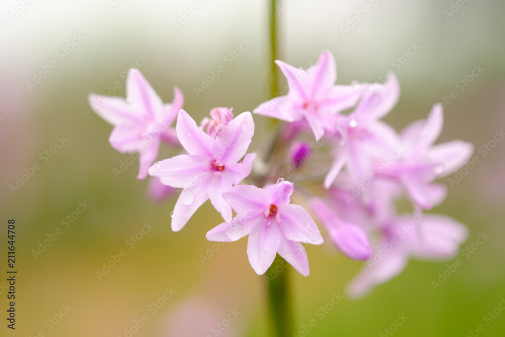 Fototapeta premium Purple flower growing in garden and blur background