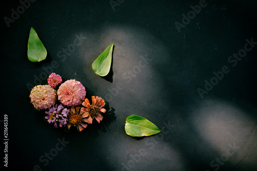 Summer Zinnia flowers view from above with leaves on black background with room for copy.  Romantic floral arrangement graphic. photo