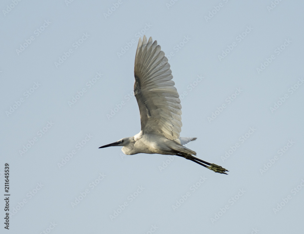 Obraz premium Little egret wild bird in flight