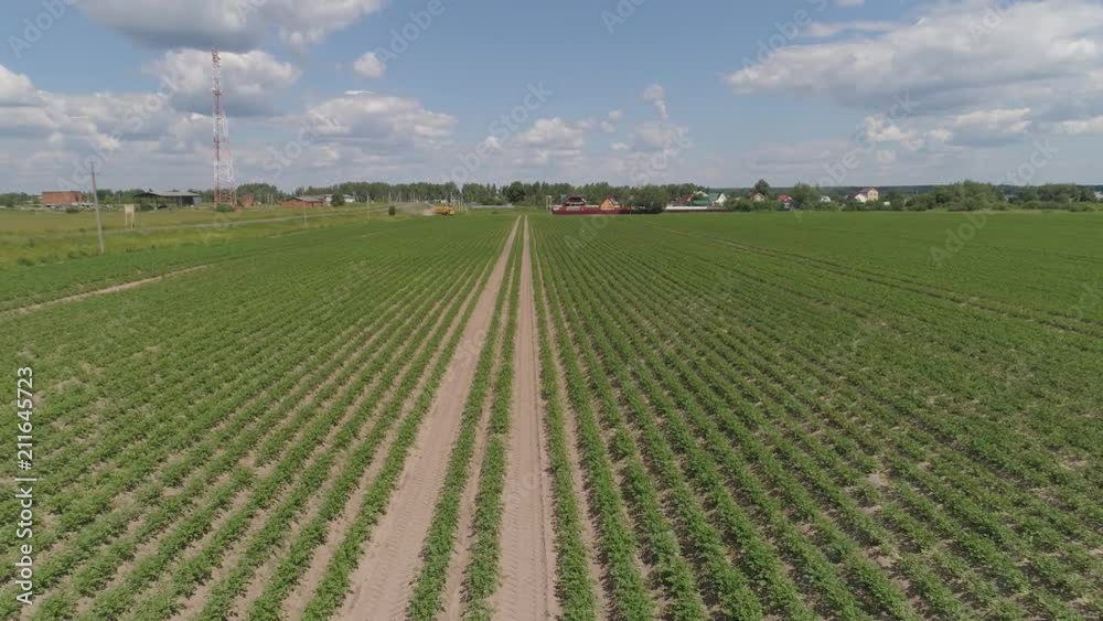 Aerial view of fields with potato plants, agricultural, cultivated fields. Potato field in the countryside. Agricultural landscape. Aerial view of fields with potato plants, agricultural, cultivated fields. Potato field in the countryside. Agricultural landscape.