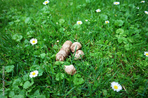 Dog poop on the fresh green grass with blooming daisy flowers photo