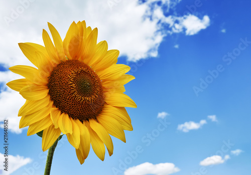 Close-up photo of a sunflower in a field with a blue sky with clouds in the background on a summer day